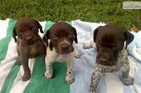 Looking for a german shorthaired pointer puppy or dog in nebraska? German Shorthaired Pointer Puppy For Sale Near Vermont C9a7faf8 52a1 German Wirehaired Pointer Puppy Pointer Puppies German Shorthaired Pointer