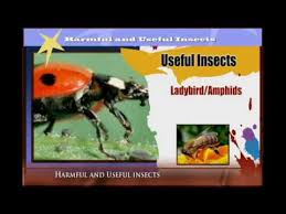 Harmful And Useful Insects Youtube