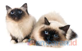 Kucing siam / siamese cat merupakan kucing yang berasal dari thailand. Fakta Unik Kucing Himalaya Beserta Ciri Harga Dan Cara Merawatnya Embaran Id