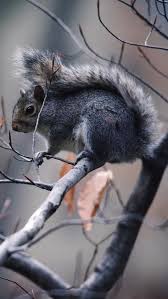 Maybe you would like to learn more about one of these? Pin On Iphone 6 Plus Wallpapers