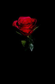 Aesthetic Black And Red Rose Wallpaper Coffeenuts Red Roses Wallpaper Black Rose Bouquet Rose Wallpaper