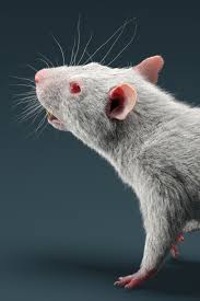White Rat 3d Model In 2020 Animals 3d Model Mammals