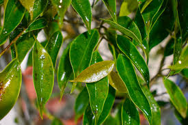 Image result for Boscia filipes