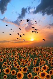 صورة طيور عند حقل عباد الشمس عند لحظة الغروب صورة