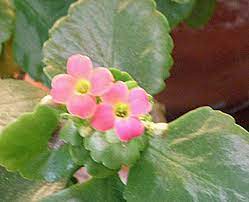 Maybe you would like to learn more about one of these? The Amazing Blooming Jade Plant Time Goes By