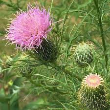 Image result for Cirsium
