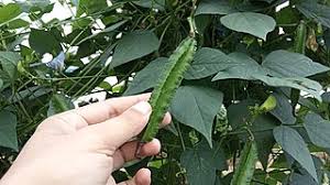 四方藤在印度的吃法 和作用， cissus quadrangularis benefits。pokok ubat buasir。 自古以来就被用作药用植物四方藤已被用于各种阿育吠陀经典 daun pokok sukun. Kecipir Wikipedia Bahasa Indonesia Ensiklopedia Bebas