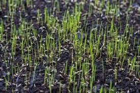 Although different factors affect the lifespan of grasses, grass seeds usually live for 3 to 5 years. Does Grass Seed Get Too Old To Use Jonathan Green