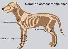It's clean and does not appear to be infected. Osteosarcoma Bone Cancer In Dogs Pdsa