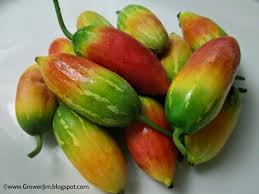 Image result for Coccinia