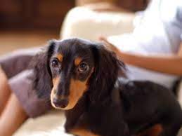 We are located in southern illinois and are not a kennel. Pin On For The Love Of Animals