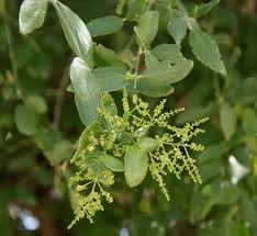 Image result for Salvadora australis