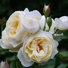 Роза плетистая uetersener klosterrose всесорта шт. Pin On Roses