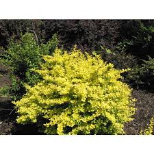 Image result for Thunbergianthus