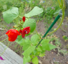 Image result for Phaseolus coccineus