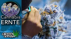 Weil es im hanffeld viel futter für den vogel gibt). Cannabis Ernten Wann Wie Was Dann Youtube