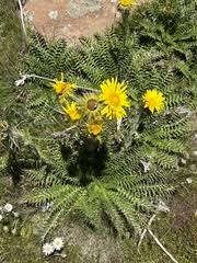 Image result for Berkheya zeyheri