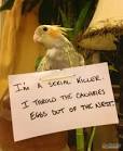 pictures of 2 parrots talking voiceovers training bra