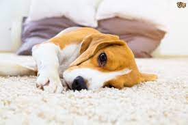 How Your Carpet Can Affect Dogs With Allergies Pets4homes