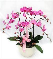 Rangkaian Bunga Anggrek Bulan Toko Bunga By Florist Jakarta Bunga Anggrek Rangkaian Bunga