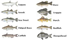 54 Studious Sea Fish Identification Chart