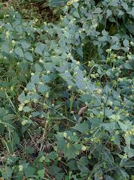 Image result for Sida urens