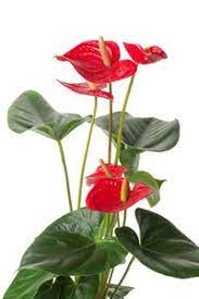 Care Of Anthurium Plants Houseplants And Flowers Care Information And Tips Anthurium Plant Plants Anthurium