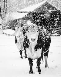 Black And White Cow Pictures To Print Black And White Cow Art Cow Print Farmhouse Print Rustic Etsy Animals Farm Cow Animals Beautiful