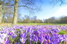 You can try with the crocus ruby giant, spring. Finally Some Signs Of Spring Flowers Blossom And Lambs Are Born As Forecasters Predict A Bright Start To The Weekend Daily Mail Online