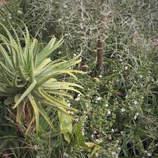 Image result for Barleria whytei