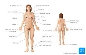 This product includes all the anatomy systems of a human female torso: Basic Anatomy Terminology Organ Systems Major Vessels Kenhub