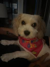 Daisy Duke's 3rd Birthday today! I think this was her favorite new toy!