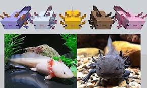 This model is fully rigged and has a stylized texture with a beveled version. Zoology Of Minecraft Amazing Axolotls Ages 7 12 Small Online Class For Ages 7 12 Outschool