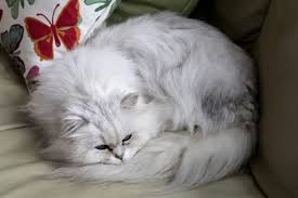 The chantilly tiffany cat breed has left a legacy of confusion. Chantilly Tiffany Catster