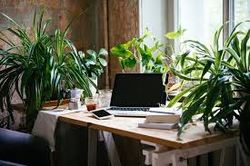 Elevate Your Office Space with these 6 Indoor Office Plants