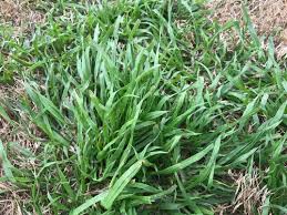 But with practice and persistence, you can learn to identify lawn weeds—and even the difference between grass and sedge—by inspecting the primary vegetative characteristics of your lawn. Help Identifying A Weed Or Grass In South Texas