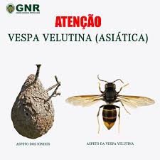 La vespa asiàtica (vespa velutina nigrithorax) és una espècie invasora que viu originàriament a la xina, el nord de l'índia i indonesia. Sabe Identificar Uma Gnr Guarda Nacional Republicana Facebook