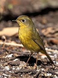 เขนน อยส ทอง golden bush robin female tarsiger chrysaeus beautiful birds bird photo passerine bird