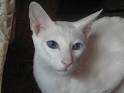 The Difference Between an Albino Cat and a White Cat - Catster