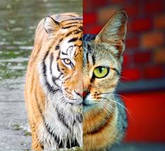Image result for Lions, Tigers, And House Cats.