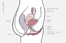 It is located in the anterior portion of the abdominal cavity in most vertebrates. 12 Female Reproductive System Terms Everyone Should Know Well Good