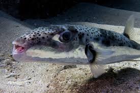 Puffer fish usually eat off of algae that grow on rocks and coral. Invasive Toxic Puffer Fish Causes Havoc In European Waters Bluebridge S Contribution In The New Scientist Bluebridge