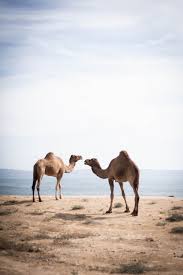 Free for commercial use no attribution required high quality images. 100 Camel Images Hd Download Free Pictures On Unsplash