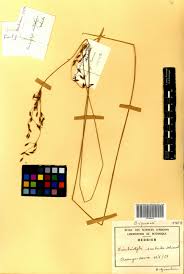 Image result for Fimbristylis scabrida