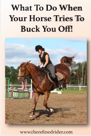 What To Do When Your Horse Tries To Buck You Off Horses Horse Riding Tips Horseback Riding