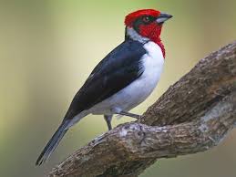 Image result for Neoschumannia cardinea