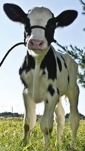 Black And White Cow Name Pin By Brenda Bryan On Black And White Cute Cows Cute Animals Baby Cows