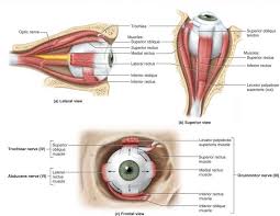 Top 10 Strongest Muscles In The Body Pouted Com In 2020 Human Body Muscles Muscle Body Rectus Muscle