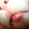 Do female calico cats live longer. 1