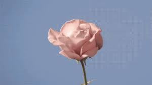 Flowers Meaning In Korea Birth Flower By Birth Date Dayoung